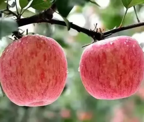 Newest 2024 Wholesale Price Fruits Organic Sweet Fresh Red FUJI Apples