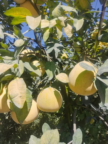 Fresh Pomelo Cheapest Price From China High Quality