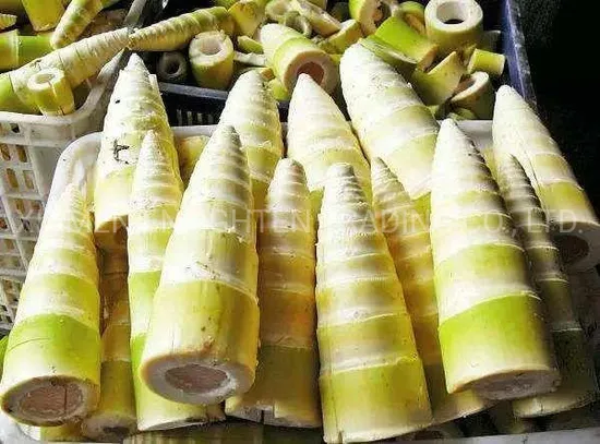 2020 New Come out Canned Food Canned Bamboo Shoot Whole/Halves/Slice/Strip with Competitve Price