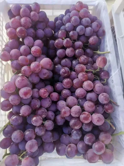 Yunnan Origin Fresh Red Grape