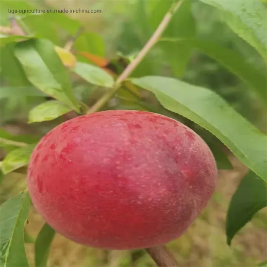 Price Organic New Flavored Healthy Fresh Sweet Big Summer Joicy Peach