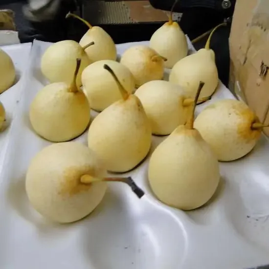 Premium Fresh Pears, Sweet Ya Pears From China, 10kg/CTN