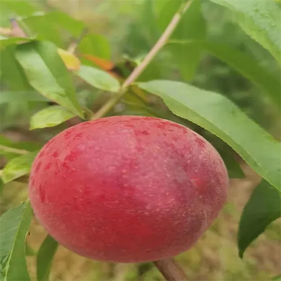 Organic New Flavored Healthy Fresh Sweet Summer Peach Fruit