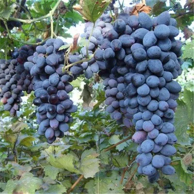 High Sweet Grapes Fresh Natural Kyoho with High Sugar Content