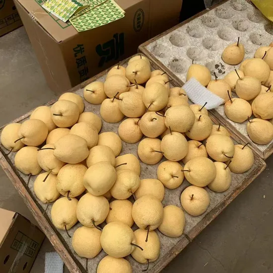 High Quality Fresh Ya Pears Wholesale
