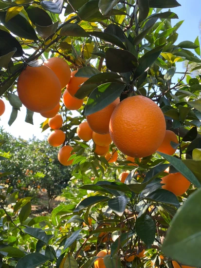 Sweet Navel Orange - High Quality Chinese Produce, 14kg Crate