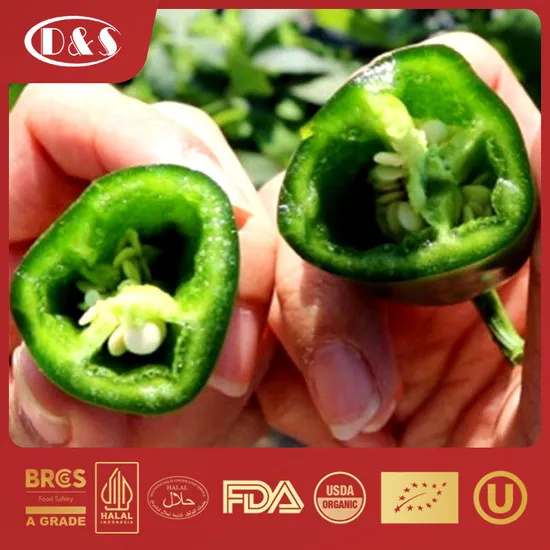Fresh Green Mexican Pepper/Chili for Export