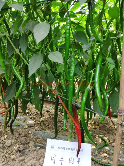 China Factory Long Line Hot Pepper Seeds for Plant