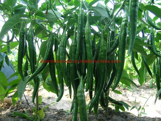 High Yield Hybrid F1 Red Chilli Pepper Seeds for Plant