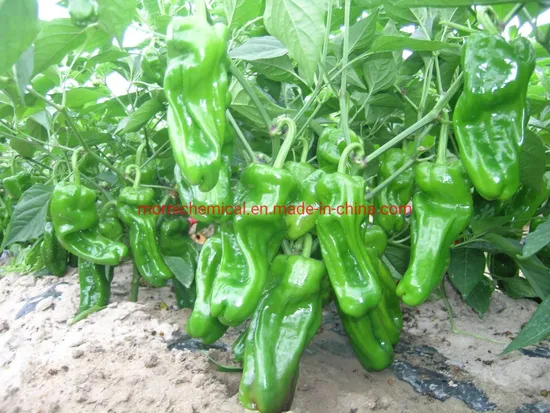 China Factory Spicy Pepper Seeds F1 for Plant