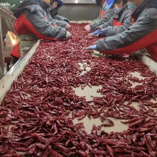 Hot Sale Drying Process Red Dry Chilli Cayenne Pepper China Sichuan ISO