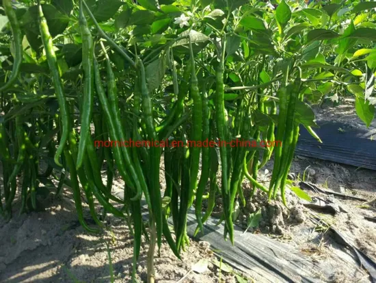 Long Line Pepper Hot Pepper Seeds Red Fruit Suitable for Chilli Source