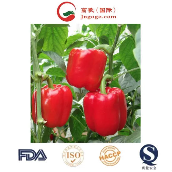 Hot Sale Chilli Red Chilli High Quality Best Price for Sale