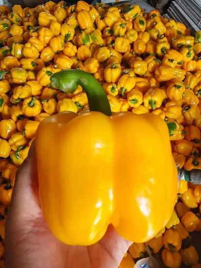 Fresh Red/Yellow/Green Bell Pepper Capsicum Produced in China 2024
