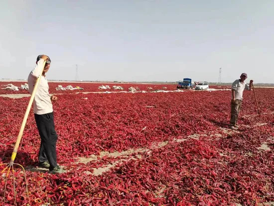 Chinese Wholesale Price Yidu Rr Jing Tiao Wrinkle Chaotian Sweet Paprika Dried Chilli Organic Red Pepper with/Without Stem