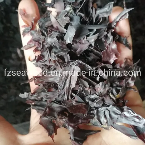 Red Algae Atlantic Rhodymenia Palmata China Made