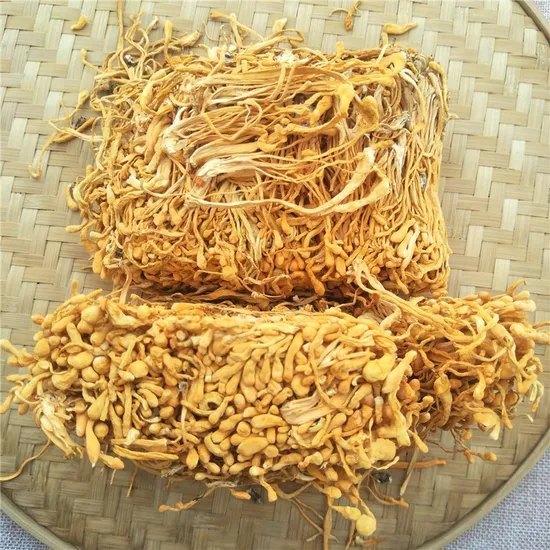 Yong Chong Cao Bulk Price Nature Cordyceps Flowers Dried Cordyceps Militaris Mushroom