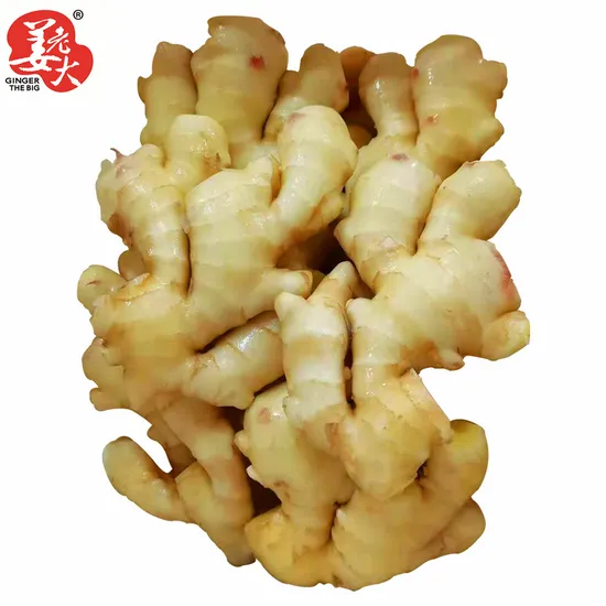 Supply Selected Super Quality Chinese Fresh or Air Dried Ginger