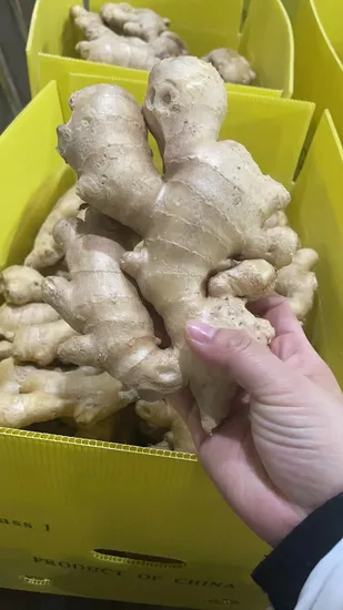 Chinese Shandong Organic New Crop Yellow Air Dried Ginger Fresh Dehydrated Ginger