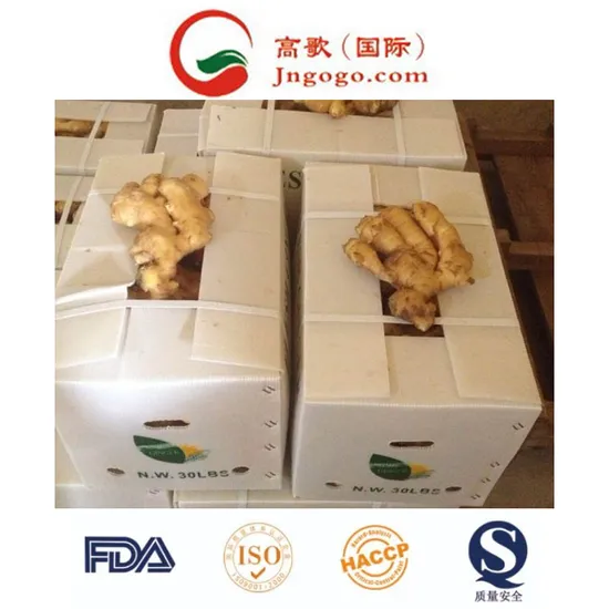 Top Quality New Crop Fresh Ginger Supplier From China