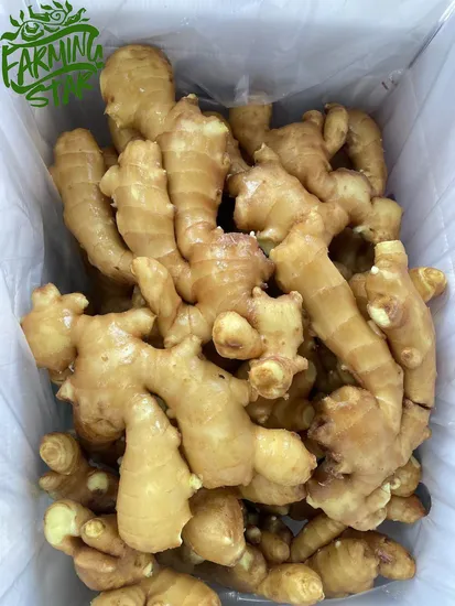 Hot Sale High Quality Vegetables Chinese Shandong Fresh Ginger for Seasoning