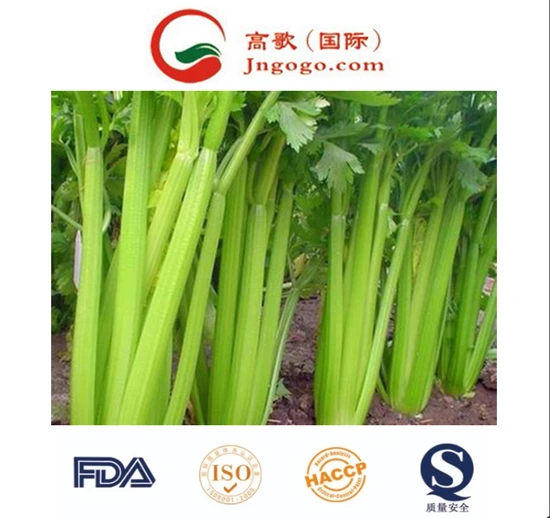 New Crop Fresh Celery From China