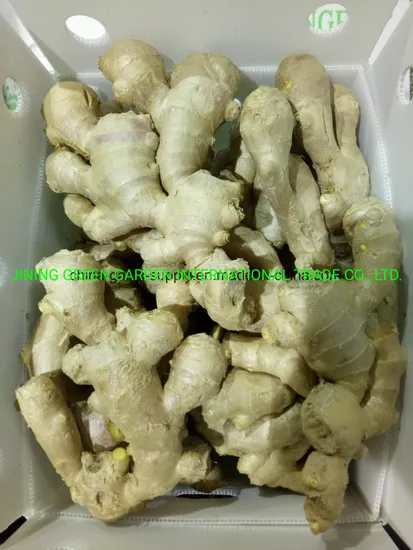 Manufacturer Supplier Mature Crop Natural Air Dried Quality Hot Sale Organic Fresh Yellow Ginger