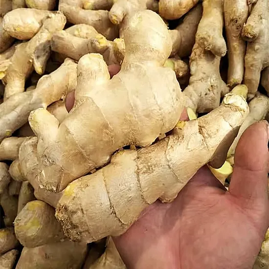 100% Organic Fresh Ginger The Cheapest Price Ginger Fresh