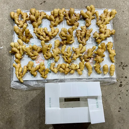 Hot Sale Fresh Ginger