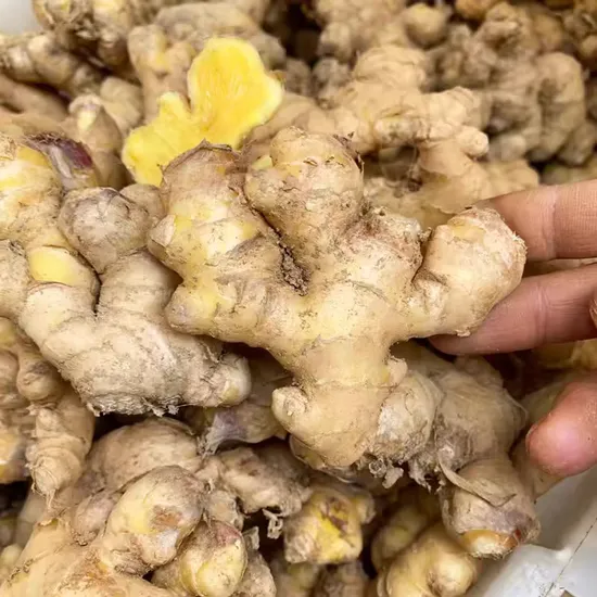 Ginger Wholesale Export - Fresh Shandong Ginger for Your Business Needs