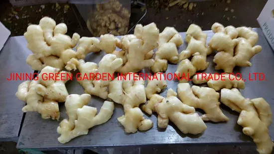 High Quality Fresh Ginger Market Price Per Ton of Wholesale Ginger China Ginger Export