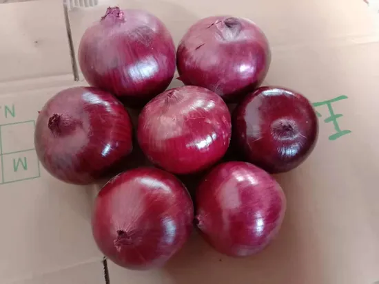 10kg Selected 6cm to 10cm Fresh Red Onion