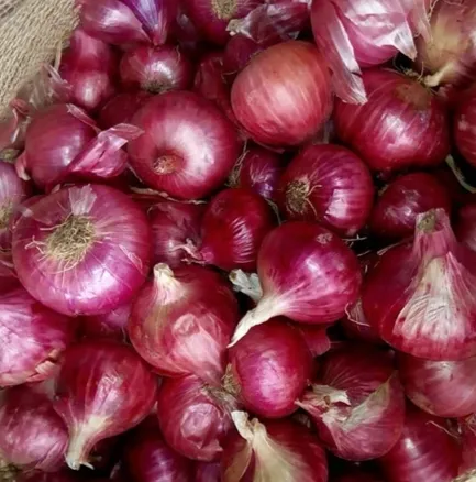 Fresh Organic New Crop Yellow Onion for Flavorful Cooking 7-9cm