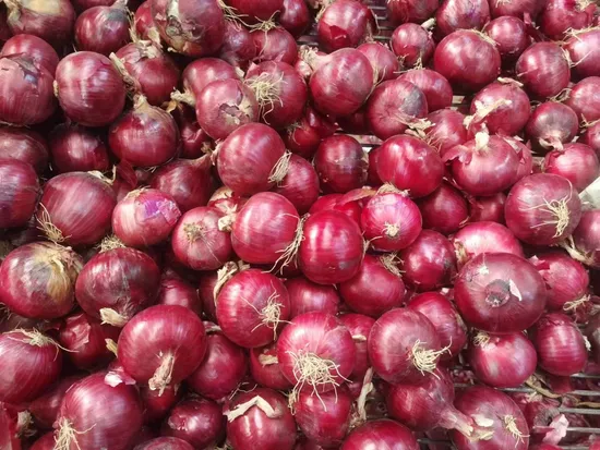 Wholesale Market Fresh Vegetables Red Purple Onion From China for Export