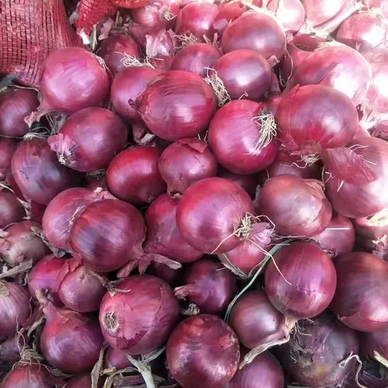 Wholesale Top Quality Fresh Red Onions