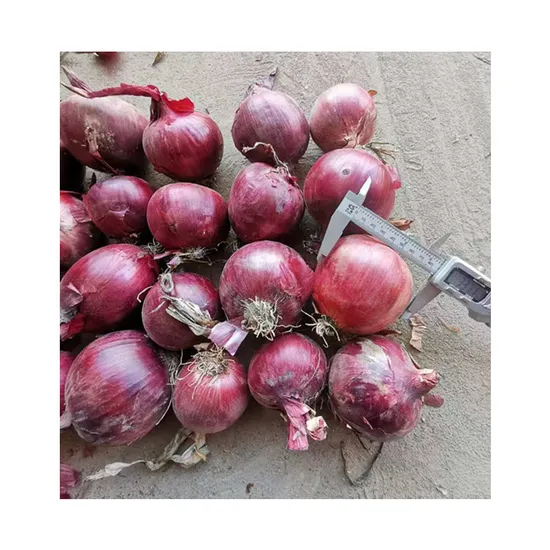 Chinese 3 Cm 4 Cm 5-7 Cm, 7-9 Cm, 9 Cm and up up Fresh Red Onion Best Quality and Lowest Price