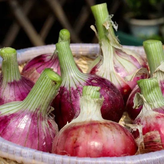 Food Red Onion Ginger Garlic Fruit Fresh Vegetables Onion Wholesale