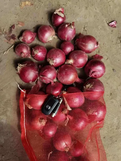 High Quality 2024 Crop Fresh Onion with International Certification