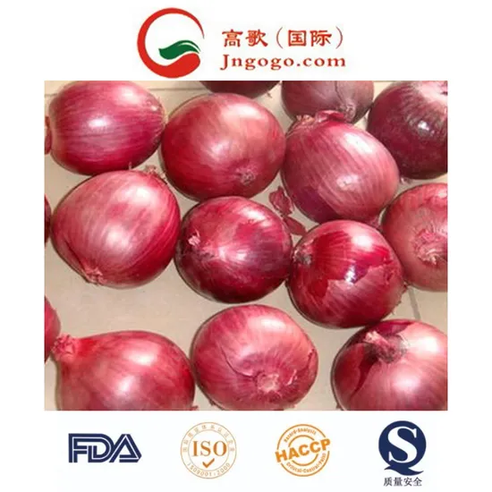 Export High Quality New Crop Red Onion 4-7cm