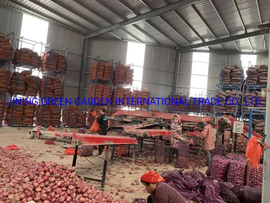 Onion, Red Onion, Fresh Red Onion, New Crop Fresh Red Onion From China, Chinese New Crop Fresh Red Onion, China Shallot, 3-7cm, 5-8cm, 8cm up Mesh Bag