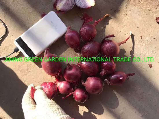 Red Onion,Yellow Onion,Fresh Red Onion,Fresh Yellow Onion,China Fresh Red Onion,China Fresh Yellow Onion,2021 Fresh Red Onion,2021 Fresh Yellow Onion,Top Qualit