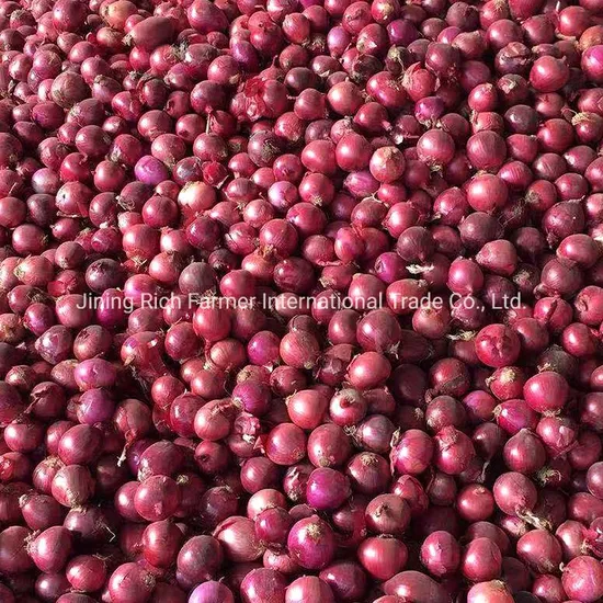 Red Onions New Season Crop Planting 5-8cm
