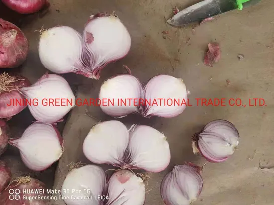 Wholesale Fresh Onion for Sale / Fresh Onion Export to Dubai / Export Fresh Onion Hot--China New Crop Red Onion Bags and Cartons Fresh Onion Hot Sale