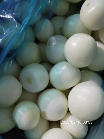 Fresh Red / Yellow Onion From China