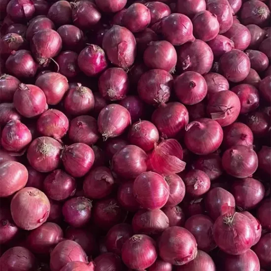 Hot-Selling Enhanced-Flavor Red Onion with Special Fertilization for Fine Dining