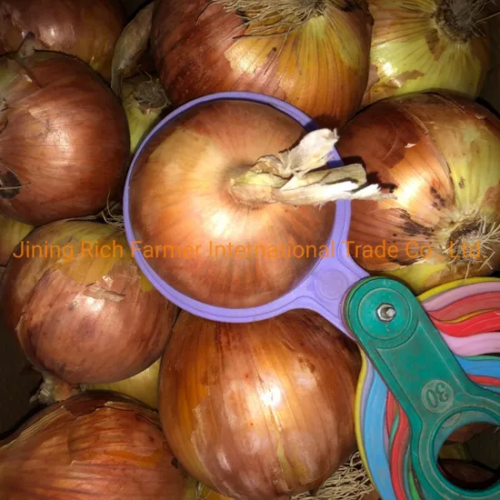 2024 Best Fresh Yellow Onion with Good Price for Export 3-5cm