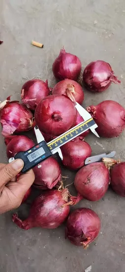 Chinese 3 Cm 4 Cm 5-7 Cm, 7-9 Cm, 9 Cm and up up Fresh Yellow Onion and Fresh Red Onion Best Quality and Lowest Price