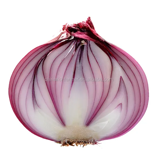 Fresh Big Onion for Export