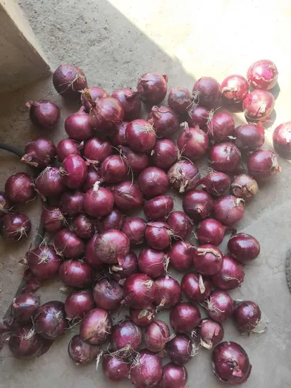 Chinese Wholesales Onion Red Onion Yellow Onion Supplier Fresh Onion Producer
