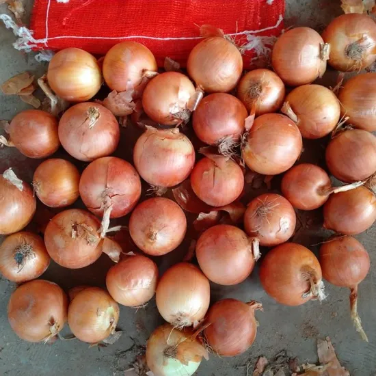 Onion Fresh Yellow Onion Natural Cheap High Quality Gansu Onions